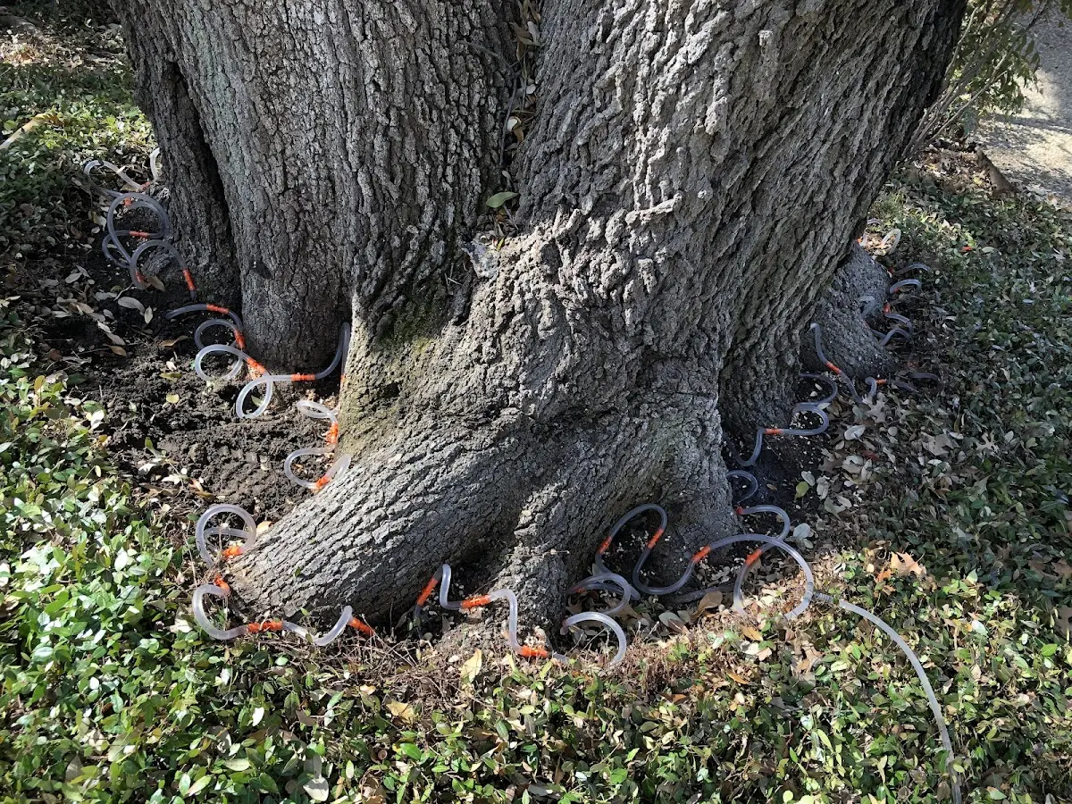 Detailed Tree Cabling and Bracing job site in Whitehouse Station