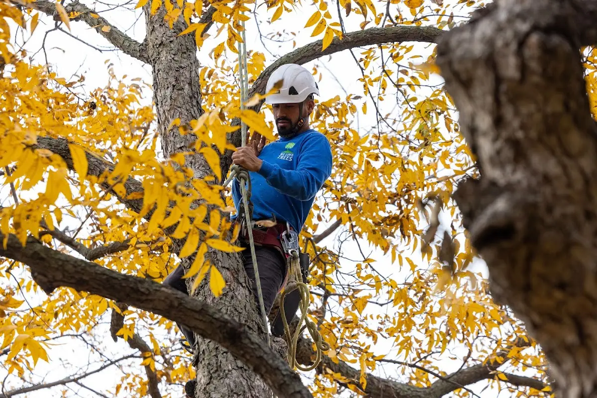 Skilled Storm Damage Cleanup crew working in Whitehouse Station